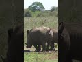 Rhino S Pooping Shorts
