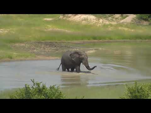 Djuma: Elephant herd enjoying the water - 01/31/19
