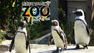 Lehigh Valley Zoo Tour & Review