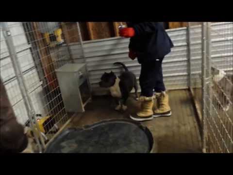 YouTube video about: How to keep dog warm in garage in winter?