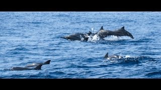 preview picture of video 'Dolphin & Whale Watching   Sri Lankan'