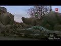 Animals Dinosaur Sneak Peek The Attack