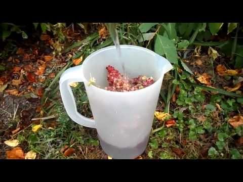 download lagu mp3 mp4 Sumac Bush, download lagu Sumac Bush gratis, unduh video klip Sumac Bush