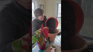 Keeping poinsettias to bloom again next 🎄 Christmas!