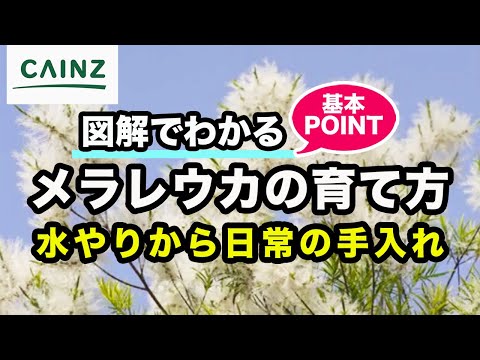 ティーツリーの花、お茶、中国椿、ティーツリーツバキ、Camellia sinensis