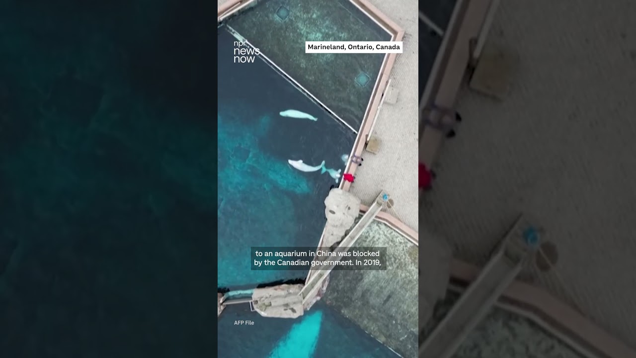 Canada's captive whales relocated to aquariums in the United States