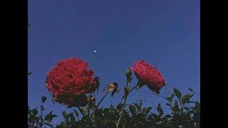 VACATIONS - Moments (Sub. Español)