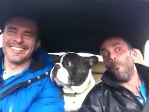 download lagu mp3 mp4 Cane Che Canta, download lagu Cane Che Canta gratis, unduh video klip Cane Che Canta