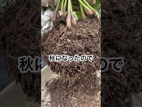 鉢植えのクリスマスローズを失敗せずに管理するには？覚えておくべきベストプラクティスは次のとおりです  庭園