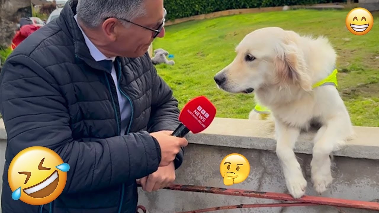 I'm 101% SURE that you will LAUGH EXTREMELY HARD- Funny Dog 2026 #310