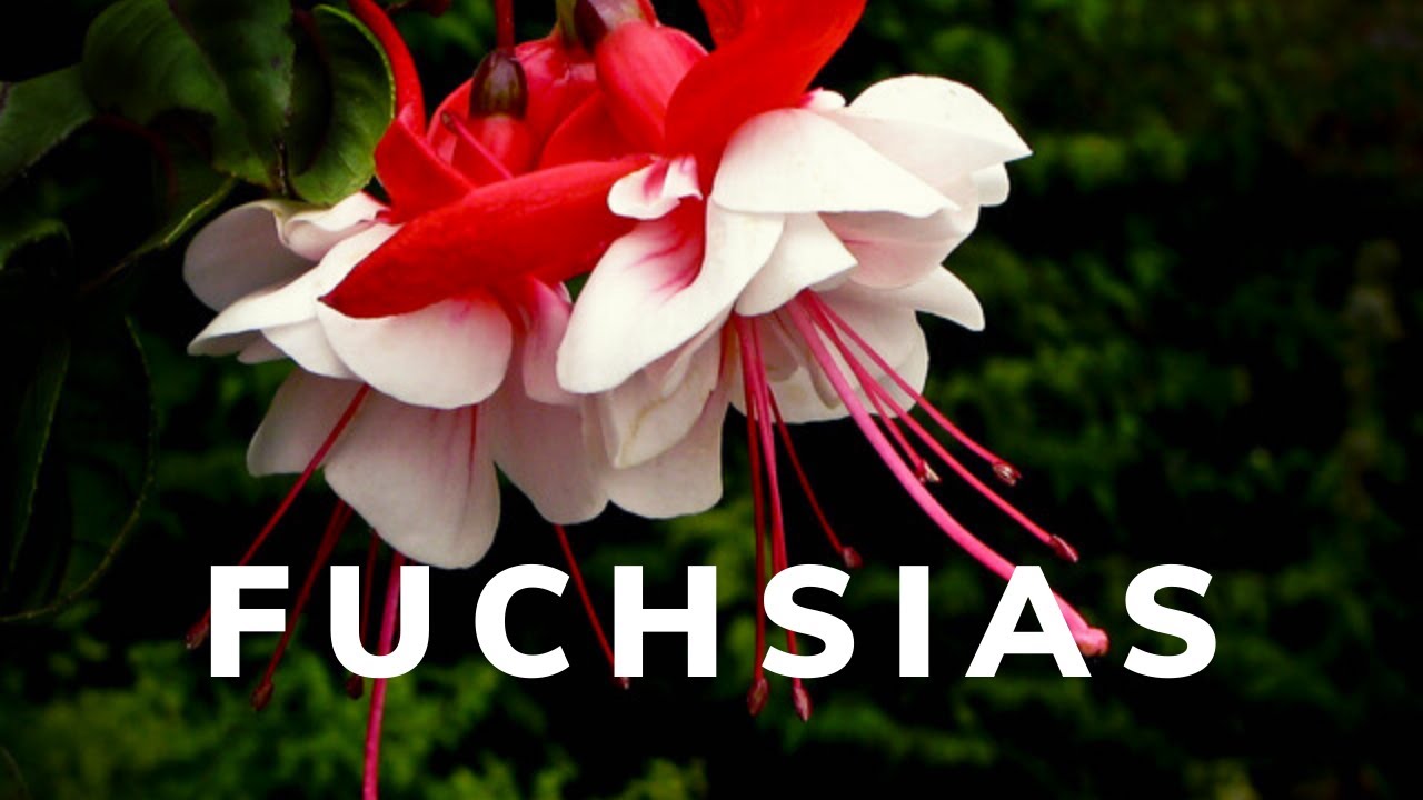Les fuchsias (@vegetosphere)