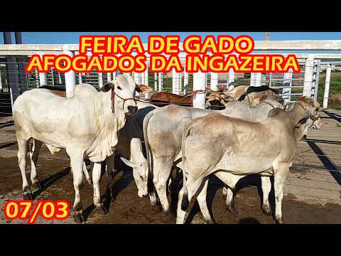 Feira de gado de Afogados da Ingazeira-PE (07/03/26)