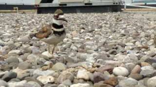 Killdeer Plover Broken Wing Dance - Protecting their nest