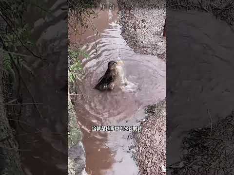 鸭子为啥要仰着头淋雨呢，难道就不会躲雨吗？#科普 #动物 #鸭子