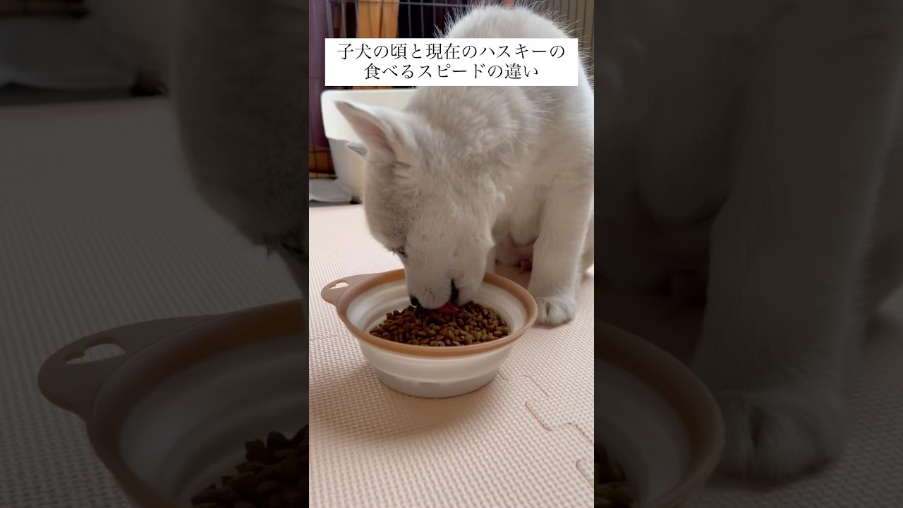 見た目に反して丁寧 #shorts