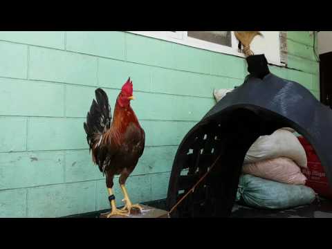 Biology: BioInfomercial PETA