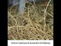 Vetiver Herb water (Hydrosol) || Making Video