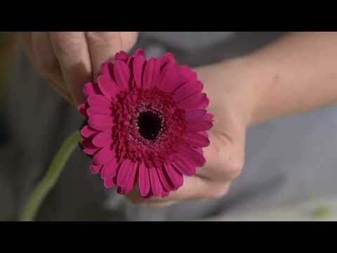תמונה של Wildflower