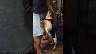 Video preview image #1 Beagle Puppy For Sale in Dunnellon, FL, USA