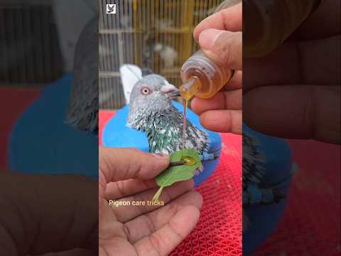 Giribaj kobutorer jotno #pigeon #short #birds