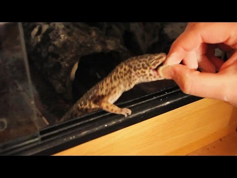 Do Geckos Bite