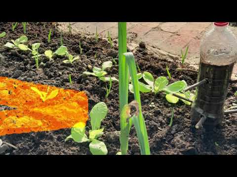 Uzimljavanje praziluka (ukratko)