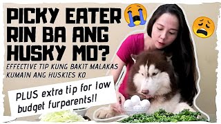 HUSKY FEEDING TIPS | PICKY EATER RIN BA ANG SIBERIAN HUSKY MO?