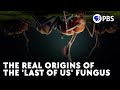 Cordyceps Turned These Ants Into Zombies