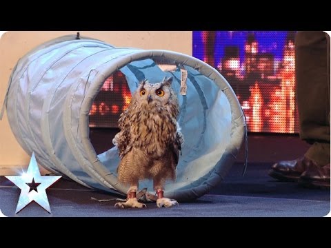 Rocky the owl is a hoot! - Britain's Got Talent 2014 - Berkley Owls (Short version)