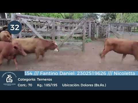 Lote Hembras - Dolores Bs As