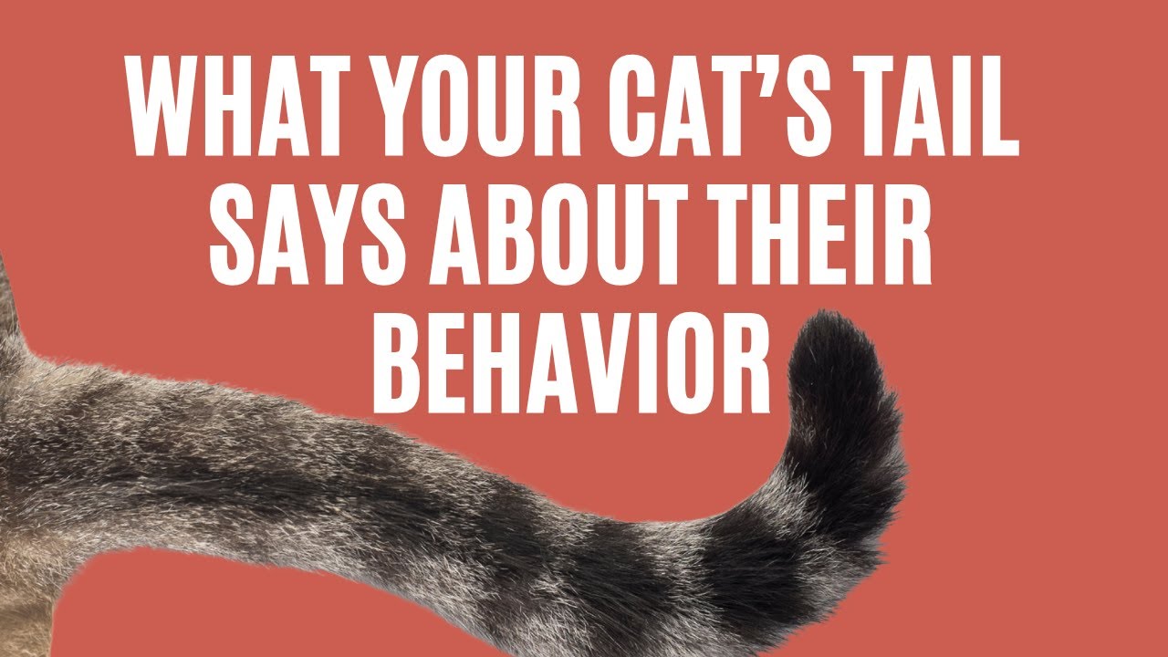 What Your Cat’s Tail Really Means 🐈 | Decode Cat Tail Language & Behavior Signs