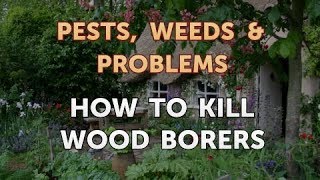 How to Kill Wood Borers