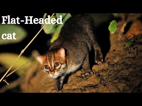Flat-Headed Cat - Most Unique Species In Hindi | Facts About Flat-Headed Cats | Wonderful Creatures