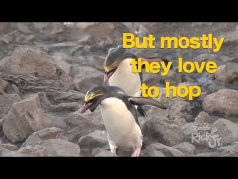 Here Come The Rockhoppers