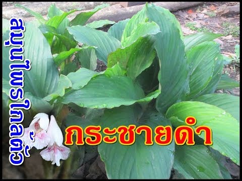 Exciter สำหรับผู้หญิงลดลงไปซื้อมอสโก Pisya รูปภาพสาวตื่นเต้น