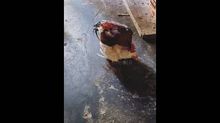 Download lagu kawin silang#shorts #ayam #chicken mp3