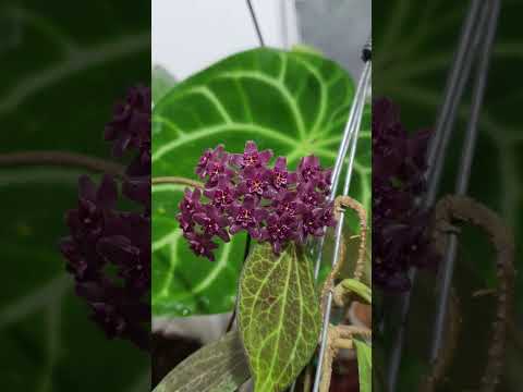 Hoya RGB018  'Black Nazarene ' #hoya #Raregardenbloomscl