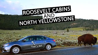 MORNING DRIVE ON YELLOWSTONE LAMAR VALLEY | Wildlife, Mammoth Hot Springs, Historic Fort Yellowstone