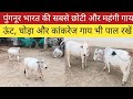 ये देखें पुंगनूर भारत की सबसे छोटी और �
