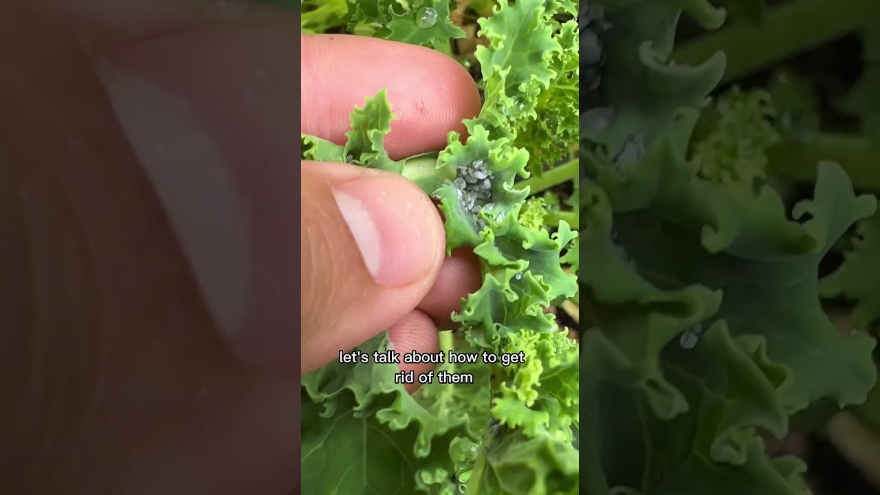 No More Aphids With NO Pesticides!