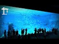 Inside Europe's Largest Aquarium - Nausicaa's Epic Engineering Feat
