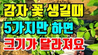 감자순치기 안해도 되네 ? 감자북주기 감자순치기 감자웃거름 감자꽃필때해야할일