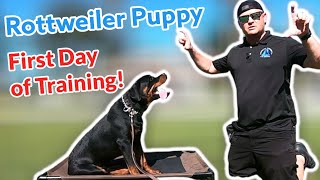 Rottweiler Puppy Day 1 of Training only 6 months old!