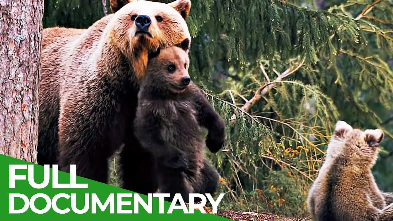 Three Bear Cubs - Growing Up in a Dangerous World | Free Documentary Nature