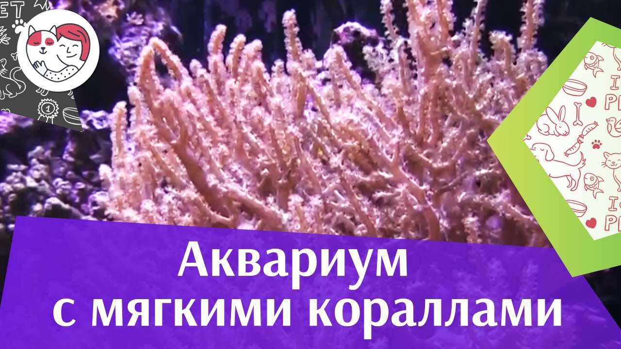 Аквариум с мягкими кораллами АкваЛого на ilikePet