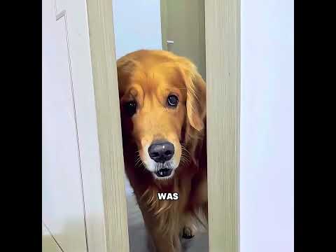 This dog is the backbone of the family #pets #cute #funny #shorts