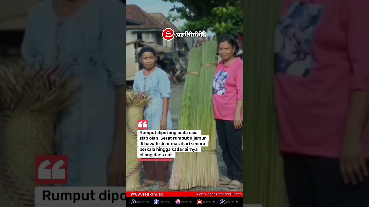 Rumput Purun, Emas Hijau dari Rawa