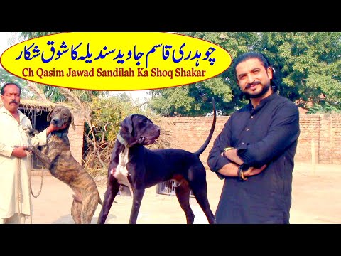 Top of Pakistan Bully Dogs of Ch Qasim Sandila From Sheahku Poora By Nafa TV HD