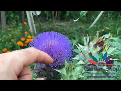Como se ve la floracion de alcachofa - diseño de jardines