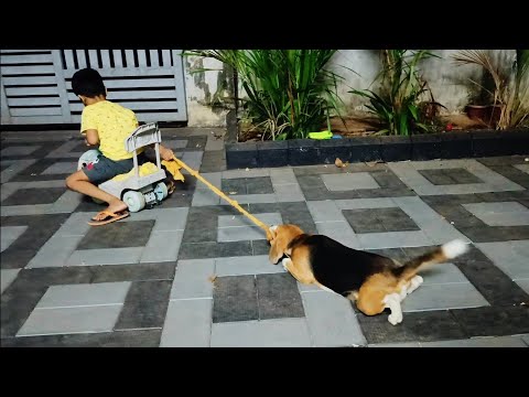 Thug of War - Boy Playing With Beagle Puppy.